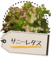サニーレタス