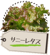 サニーレタス