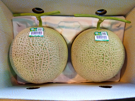 melon03.jpg