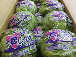 lettuse_gonion_201402_img02.jpg
