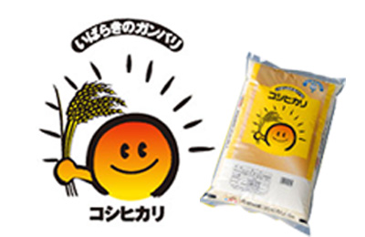 コシヒカリ