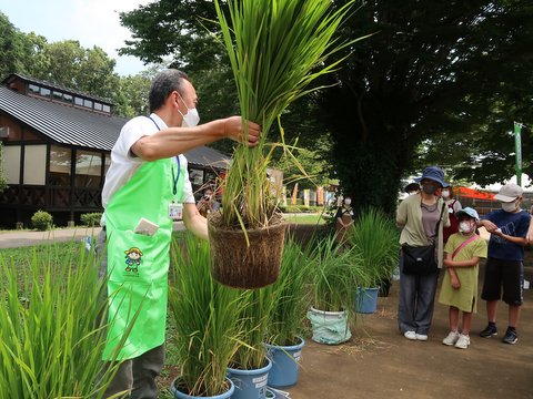 根