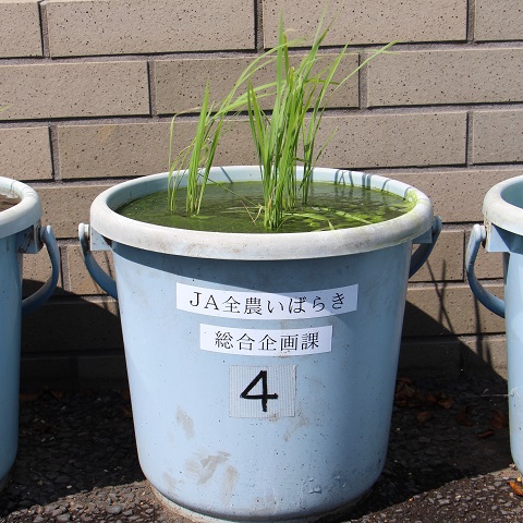 ④