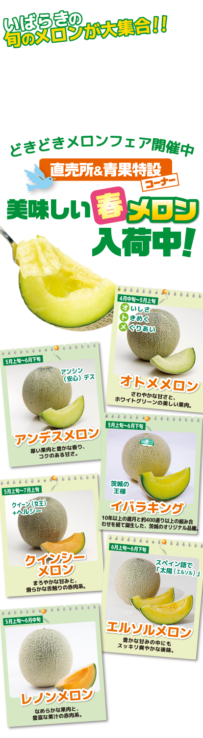 いばらきの旬のメロンが大集合！「どきどきメロンフェア」美味しい春メロン入荷中！