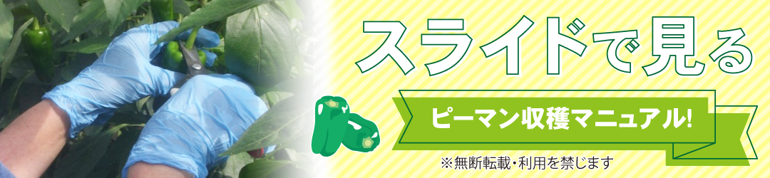 スライドで見るピーマン収穫マニュアル
