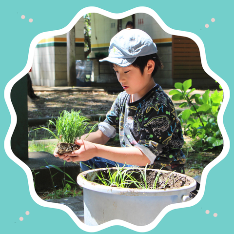 バケツ稲観察日記