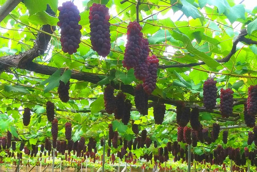 高松ぶどう（デラウェア）が出荷🍇 JAタウンでも販売🍇 | JA