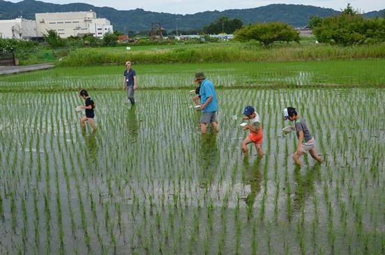 稲を倒さないよう、株間をゆっくりすすみながら生き物を探す参加者たちの内容を表示