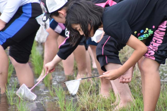 夢中になって生きものを探しましたの内容を表示