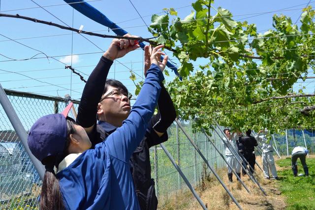 ブドウの花きり実習の内容を表示