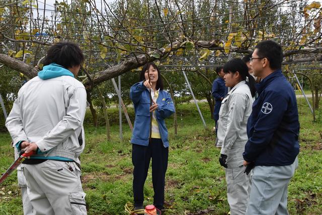 ナシの剪定実習の内容を表示