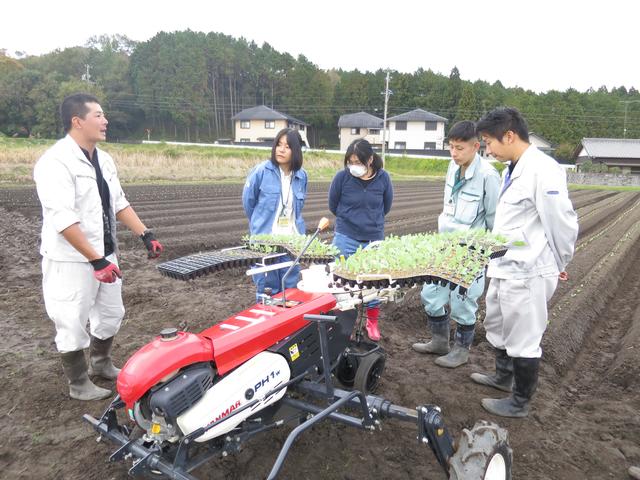 キャベツ研修会・定植作業の内容を表示