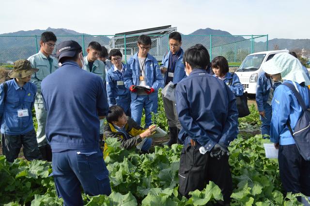 なばな研修会・摘芯作業の内容を表示