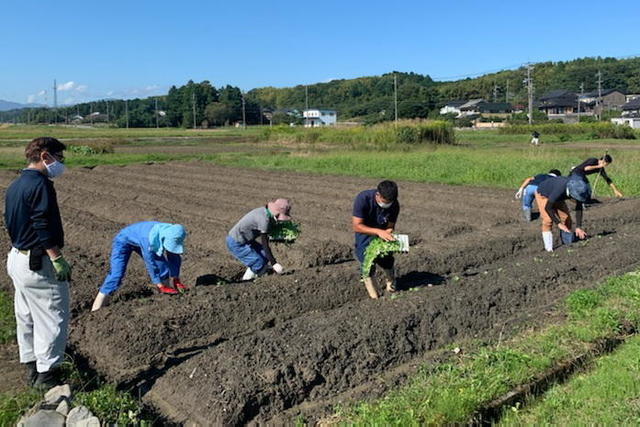 苗の定植作業の内容を表示