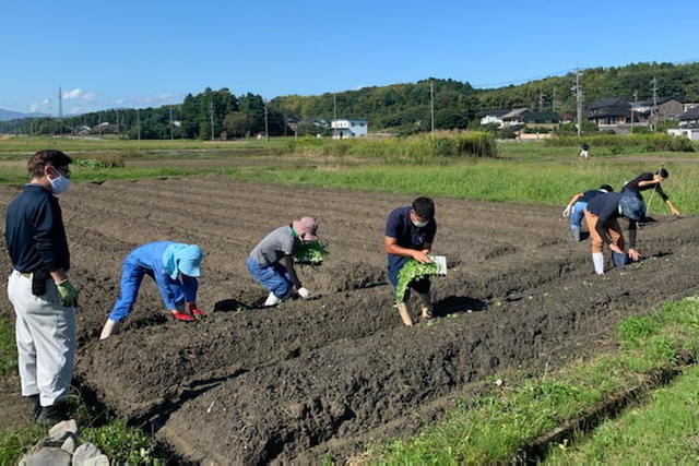 苗の定植作業の内容を表示