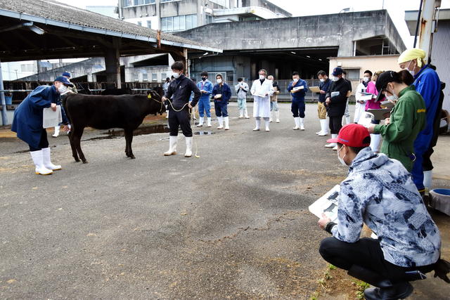 繁殖向き子牛の選別ポイントを学びましたの内容を表示