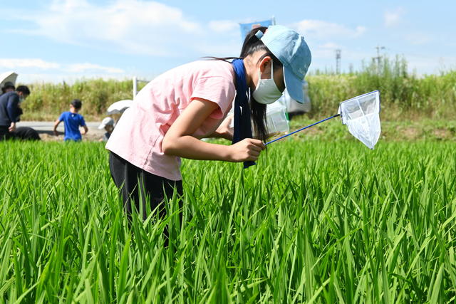 生きもの調査（伊勢市）の内容を表示