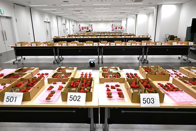 出品イチゴが並ぶ会場の内容を表示