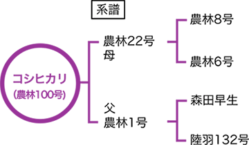 コシヒカリ