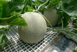 北海道産赤肉メロン