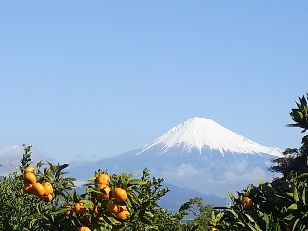 富士山とみかん畑