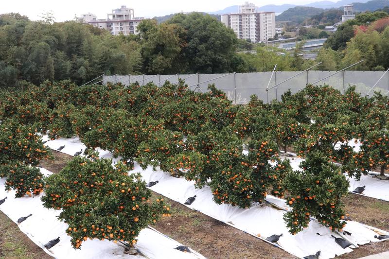 圃場整備された園地の内容を表示