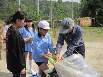 足踏み式脱穀機を使った脱穀の様子の内容を表示