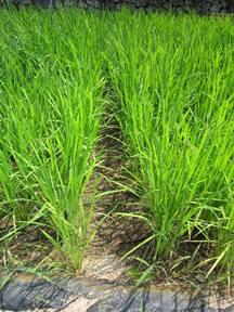 中干しでひび割れた田面（写真上）と割れ目から見える稲の根（写真下）の内容を表示