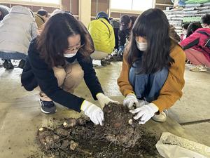 里芋の分球体験の内容を表示