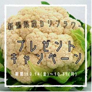 終了しました】「クイズに答えて『新潟県産カリフラワー』を当てよう