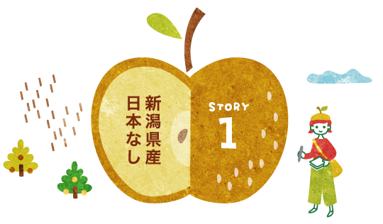 STORY1：新潟県産日本なし