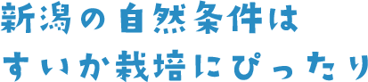 新潟の自然条件はすいか栽培にぴったり