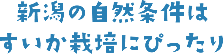 新潟の自然条件はすいか栽培にぴったり