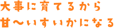 大事に育てるから甘〜いすいかになる