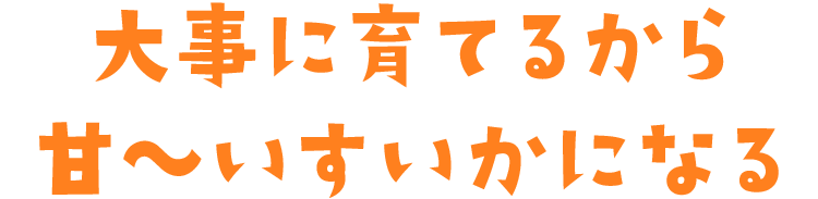 大事に育てるから甘〜いすいかになる