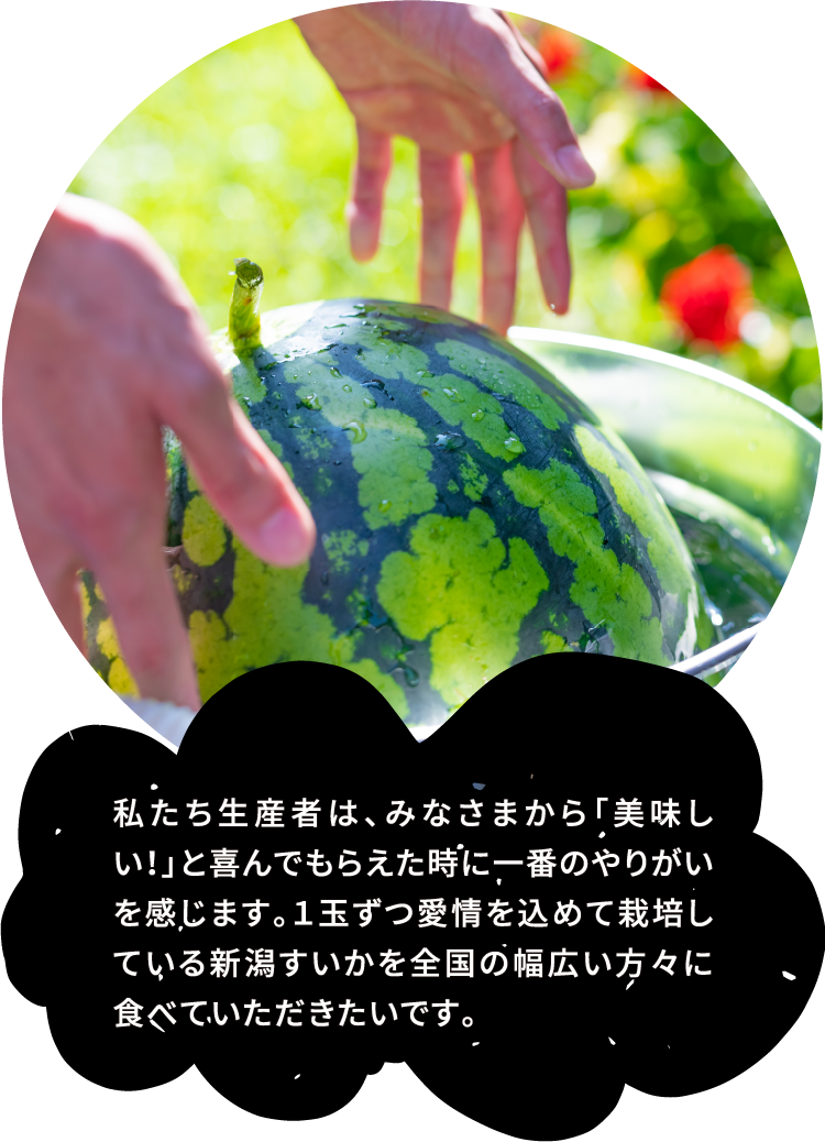 私たち生産者は、みなさまから「美味しい！」と喜んでもらえた時に一番のやりがいを感じます。１玉ずつ愛情を込めて栽培している新潟すいかを全国の幅広い方々に食べていただきたいです。