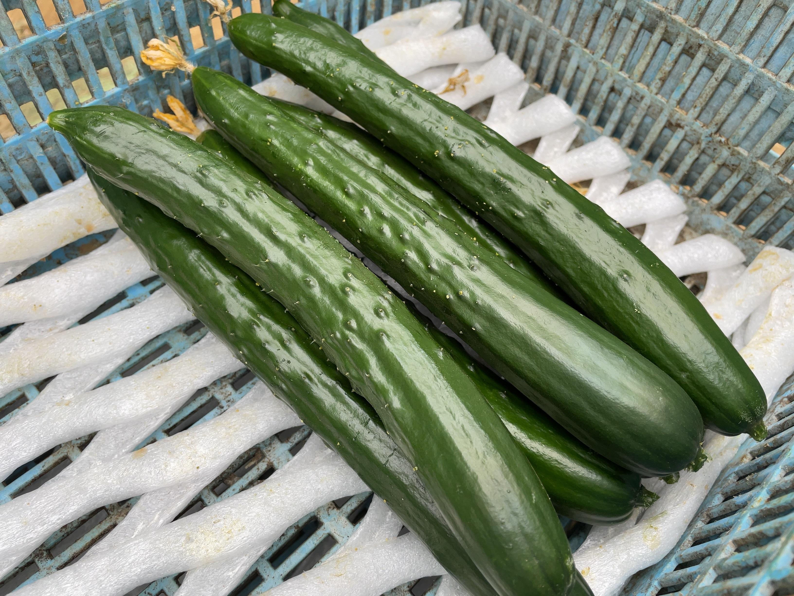 無限きゅうり | JA全農にいがた
