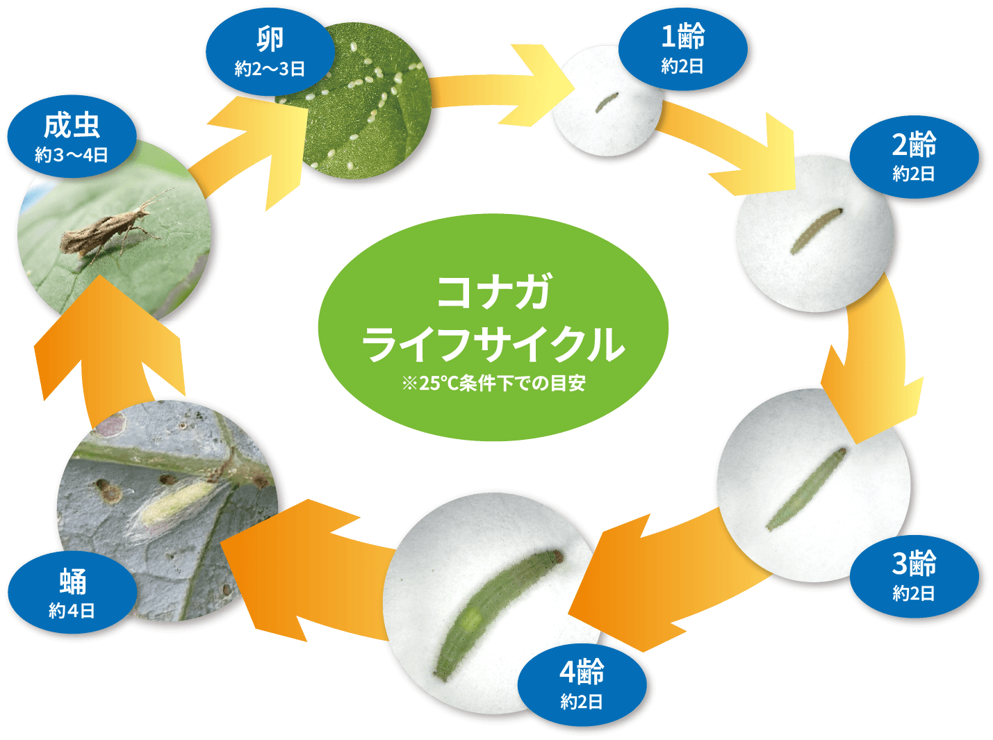 コナガライフサイクル