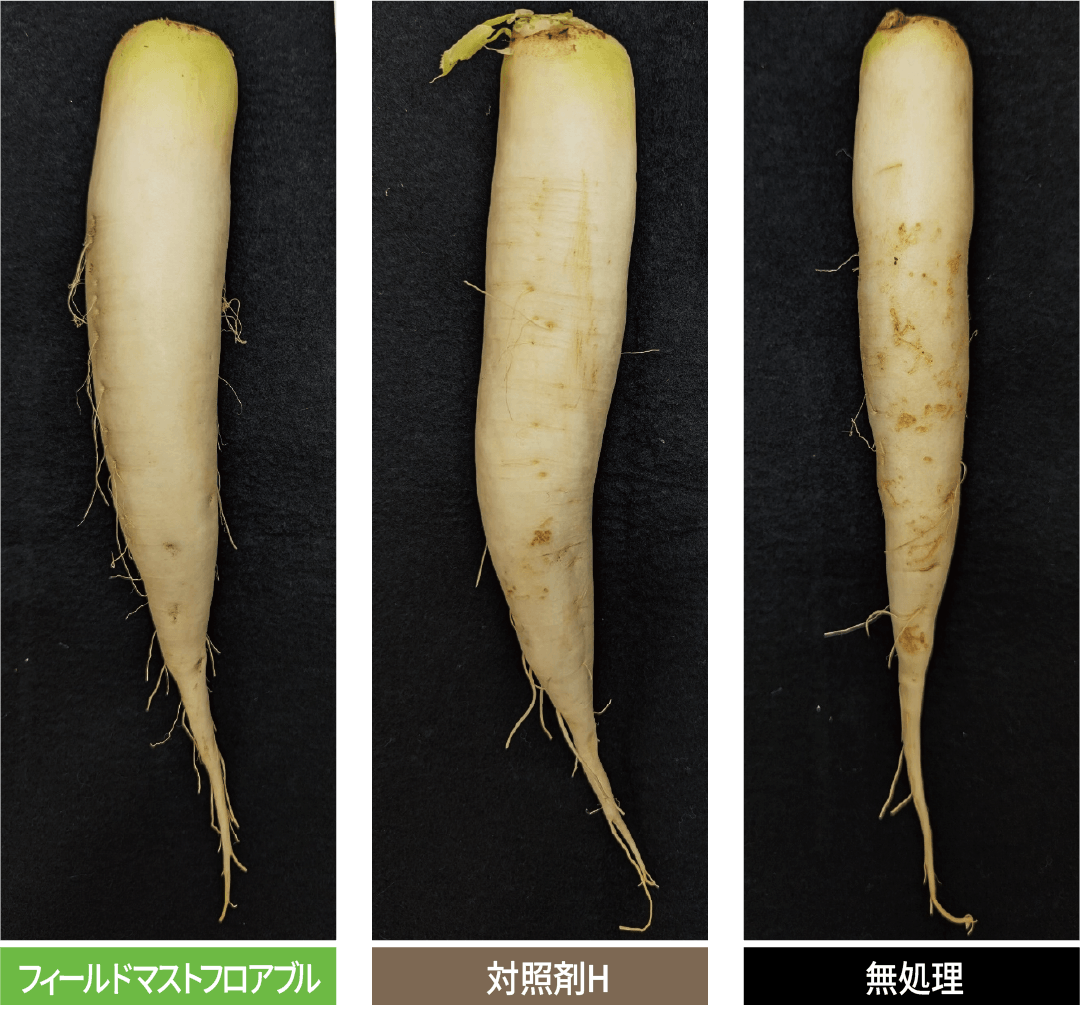 だいこん