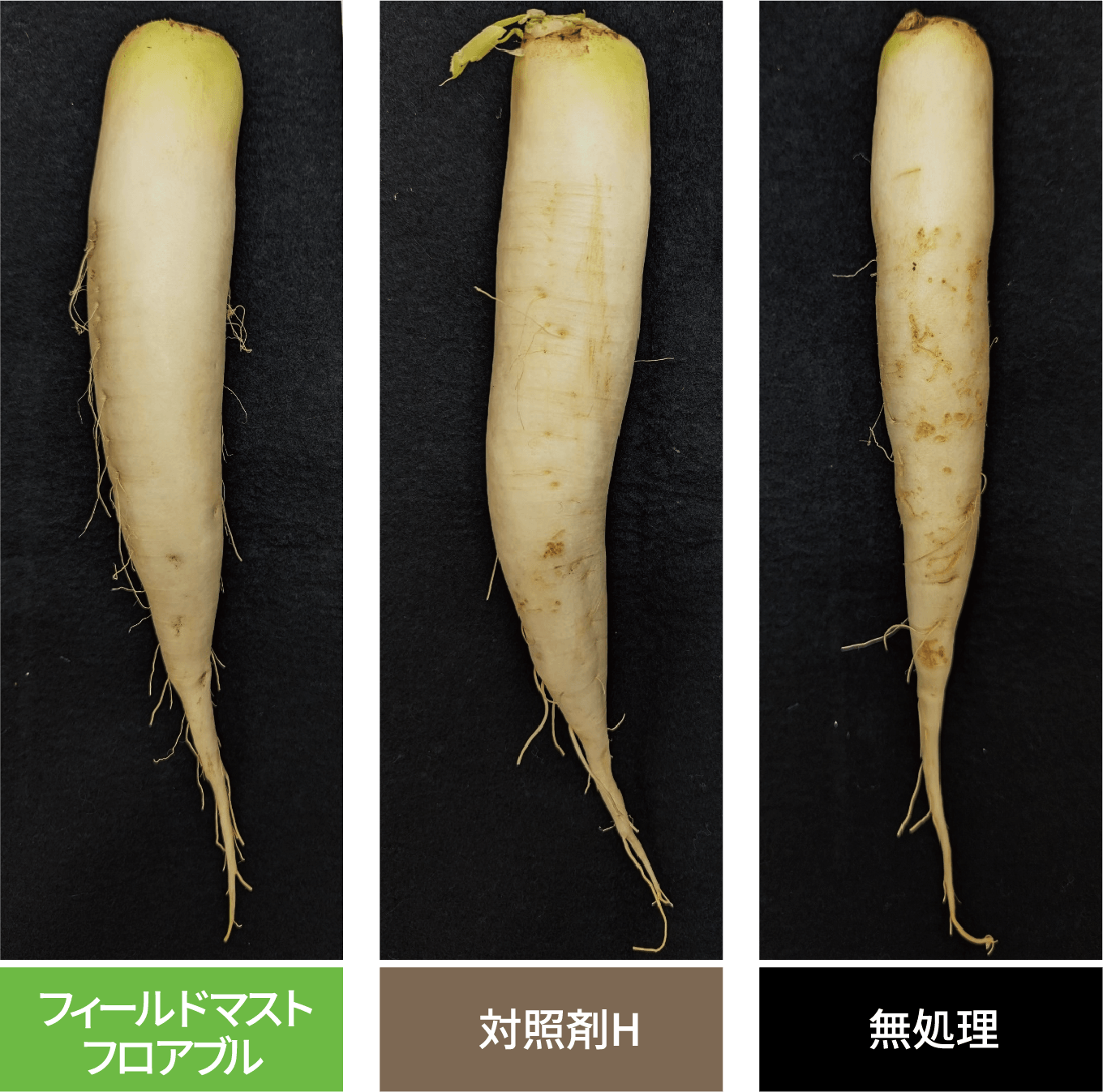 だいこん