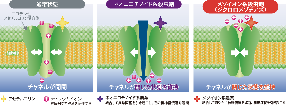 ジクロロメゾチアズの作用機作の画像