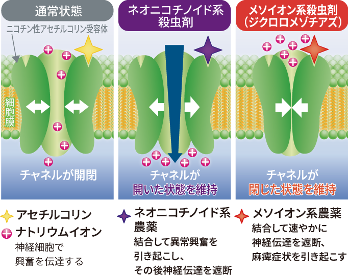 ジクロロメゾチアズの作用機作の画像
