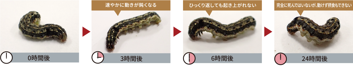 フィールドマストフロアブルの効果発現の様子