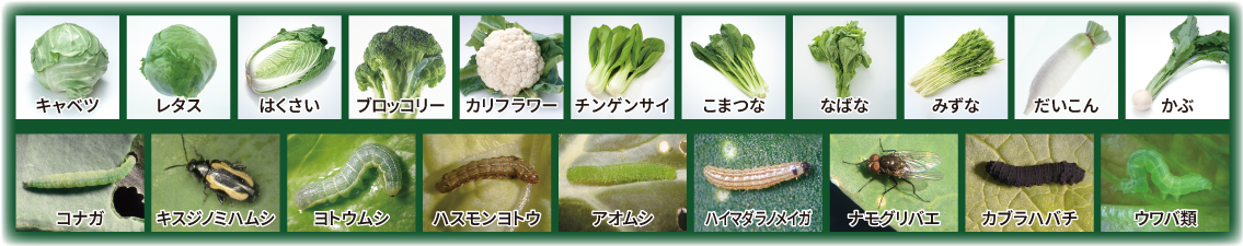幅広いあぶらな科作物と既存剤抵抗性害虫