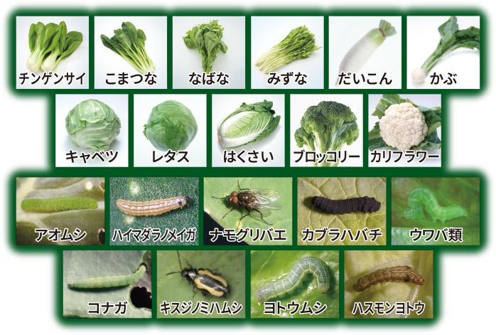 幅広いあぶらな科作物と既存剤抵抗性害虫