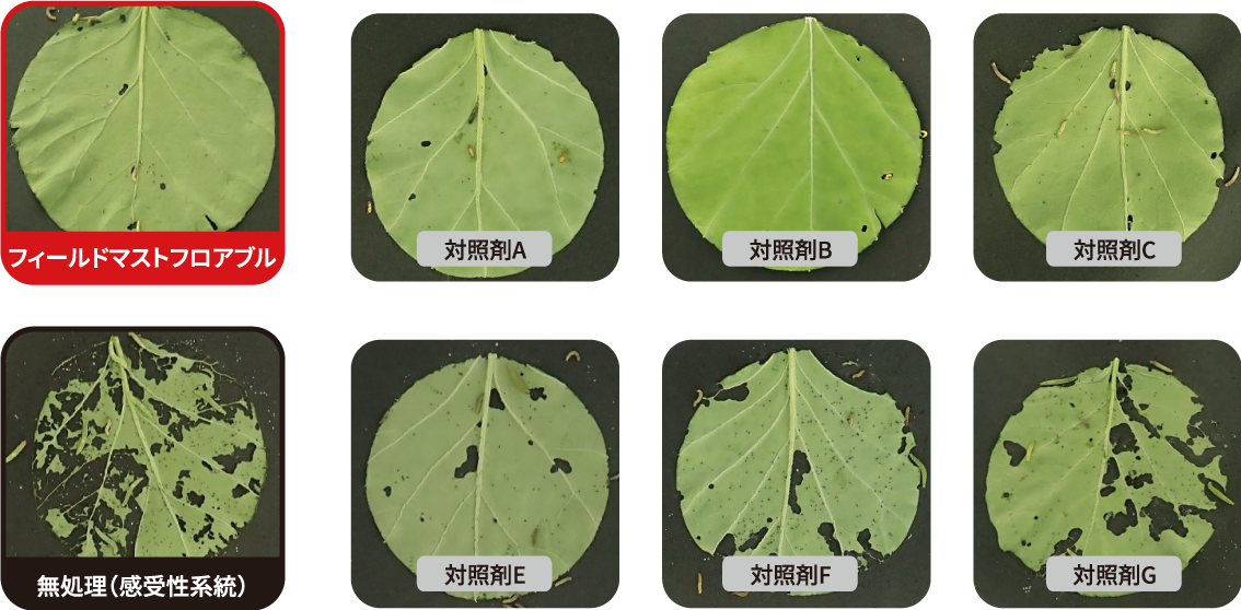 既存剤抵抗性個体群・食害の様子