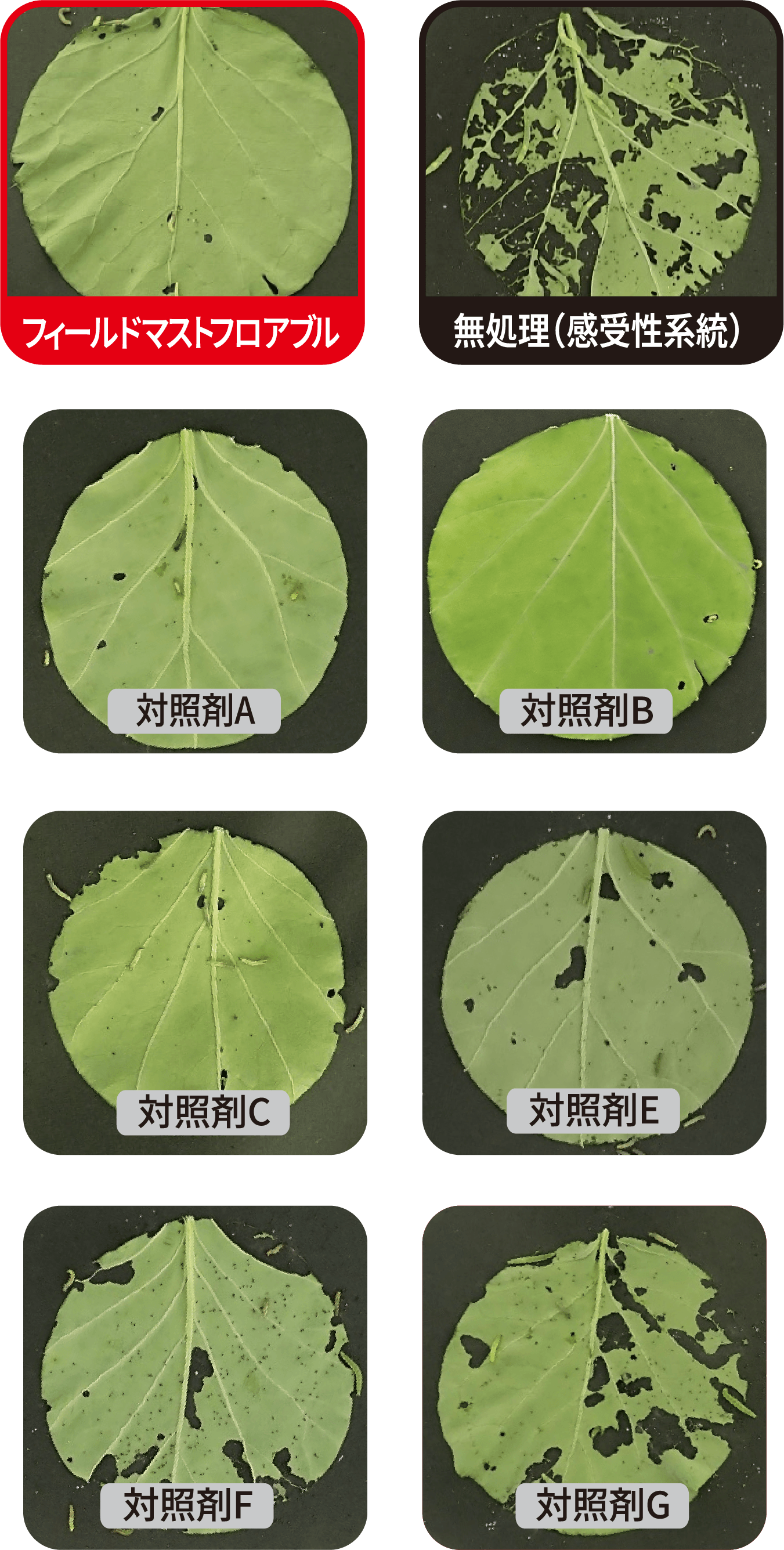 既存剤抵抗性個体群・食害の様子