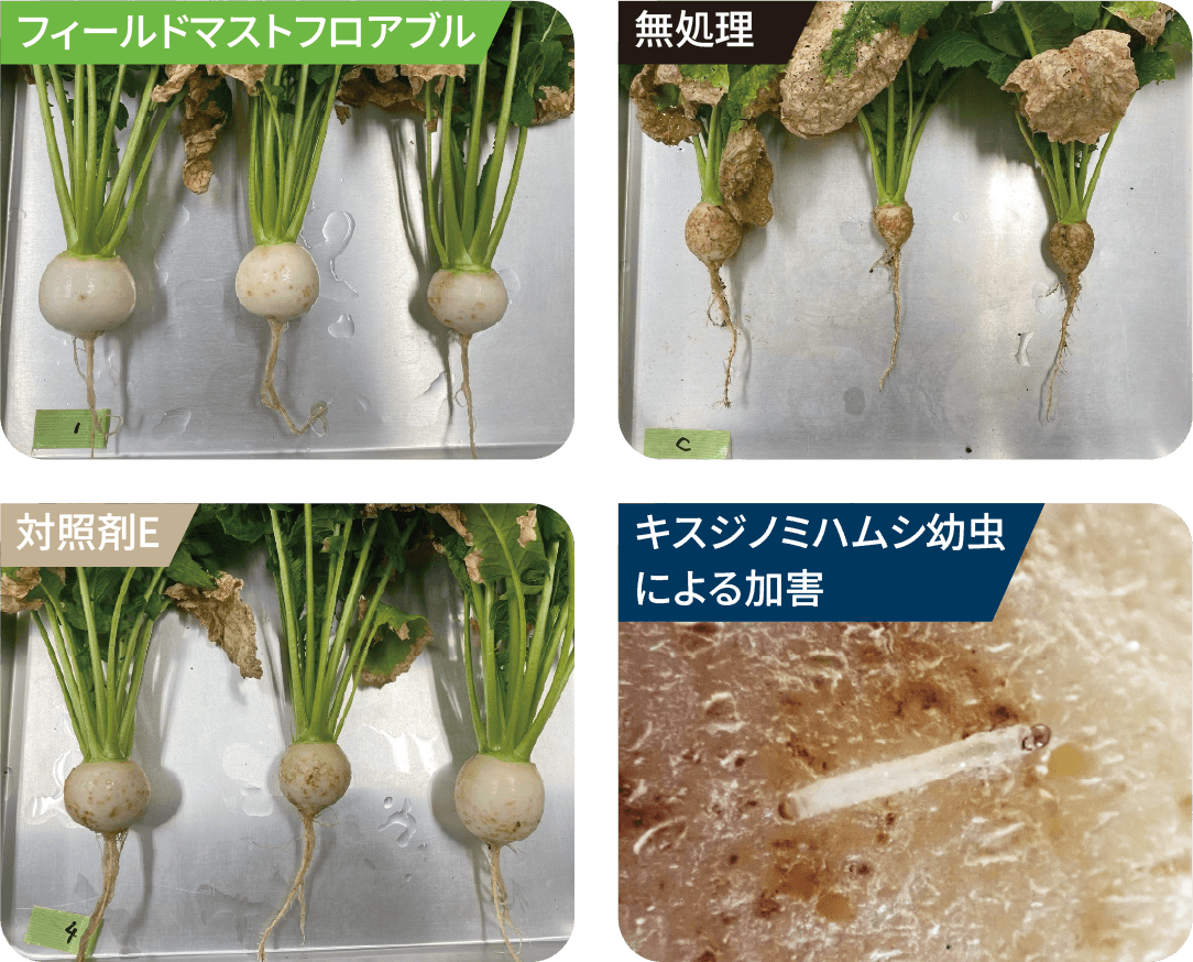 かぶ