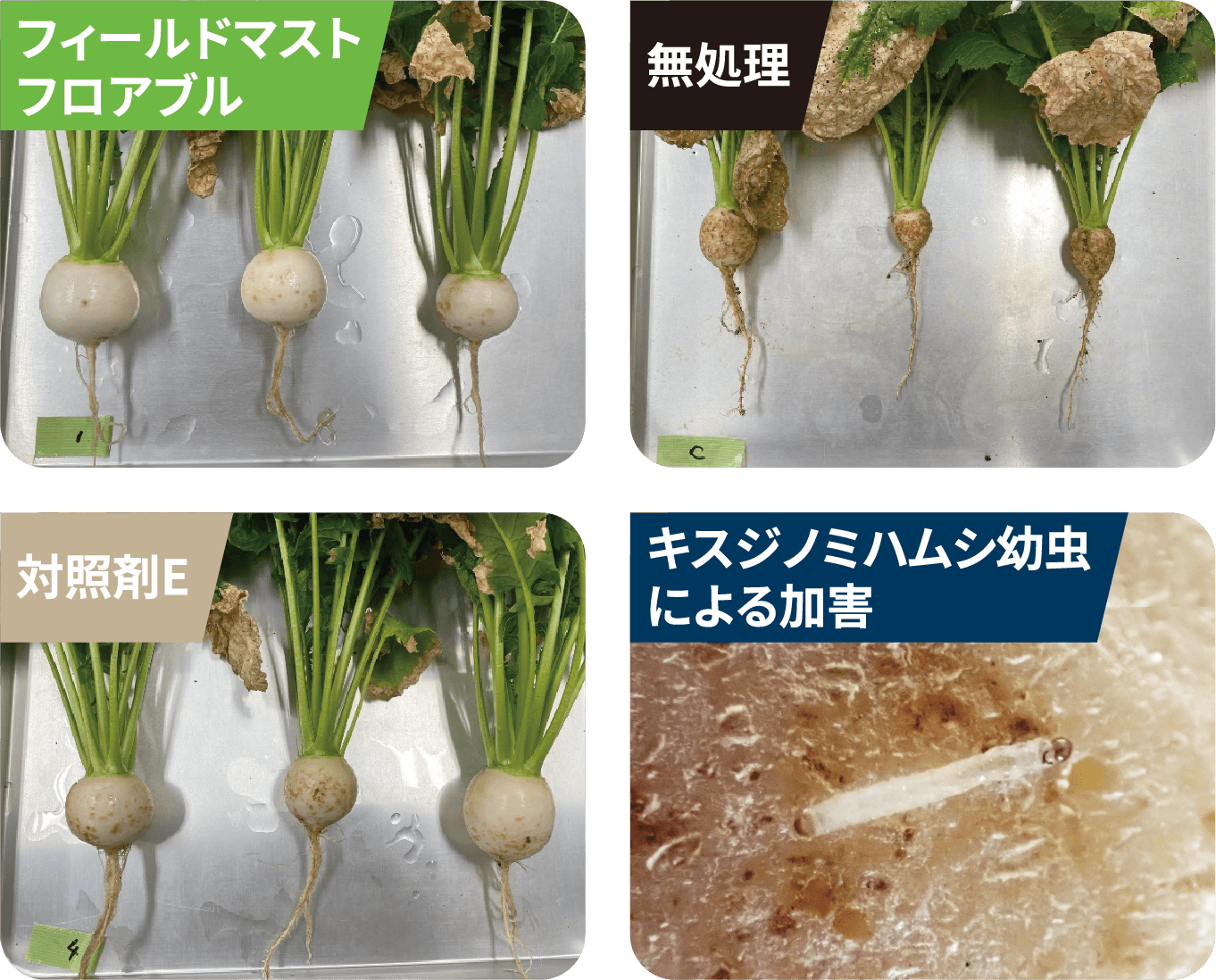 かぶ