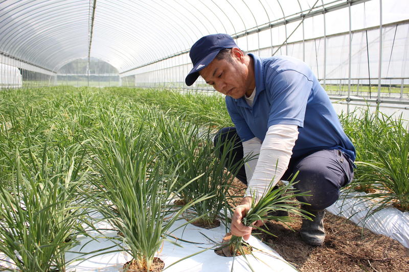 「夏にら」を収穫するJAおおいた南部事業部佐伯にら生産部会の大島健さんの内容を表示